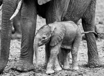 Tiny new born elephant calf standing close to it's mother in south luangwa national park, zambia