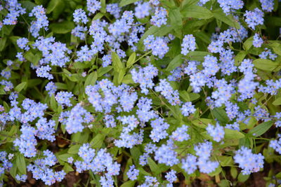 Close-up of purple flowering plants