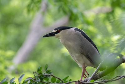 Close-up of bird perching on tree