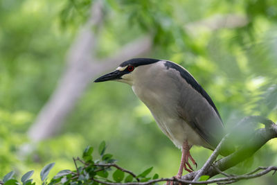 Black-crowned night heron walking along a branch in the utswmc rookery in dallas.