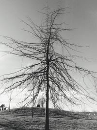 Bare trees on landscape