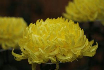 Close-up of yellow rose flower
