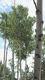 Low angle view of trees against sky