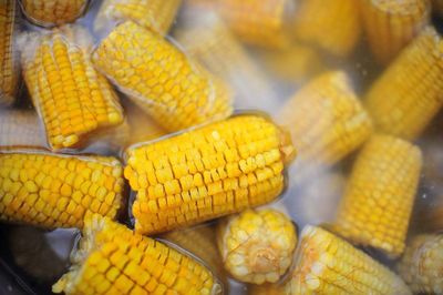 Close-up of sweetcorns in water