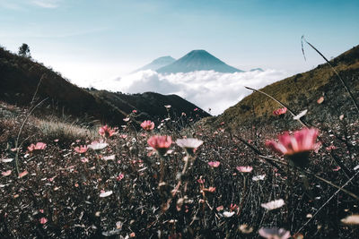 Scenic view of flowering plants on field against sky