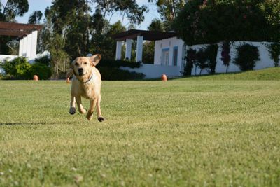 Dog on grassy field