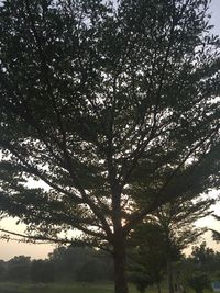 Low angle view of trees against sky