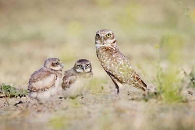 Burrowing owl