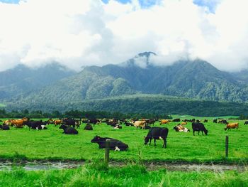 Sheep grazing on grassy field