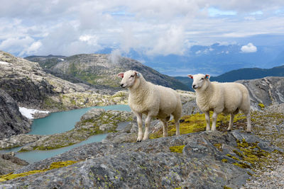 View of sheep on mountain against sky