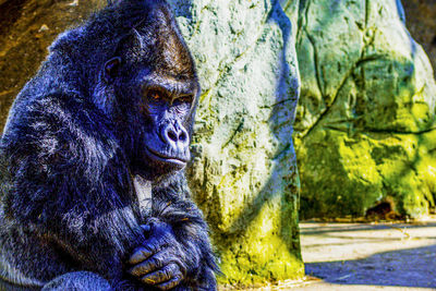 Close-up of monkey