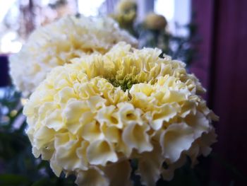 Close-up of yellow flowering plant