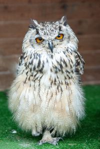 Close-up portrait of owl