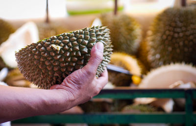 Close-up of hand holding fruit