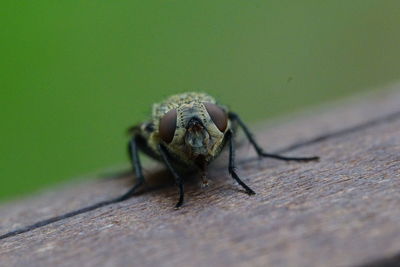 Close-up of fly