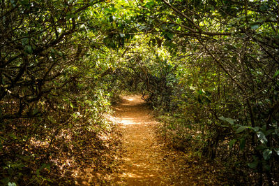 Dirt road amidst trees in forest