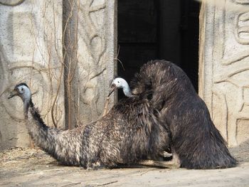 Close-up of ostrich