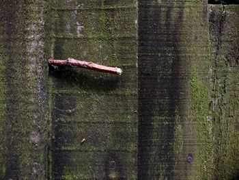 Close-up of weathered wooden fence