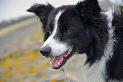 Close-up of dog looking away