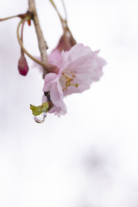 Close-up of pink cherry blossoms