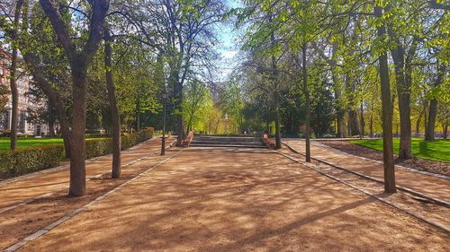 Footpath amidst trees in park