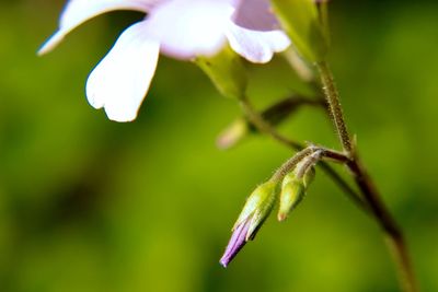 Close-up of flower against blurred background