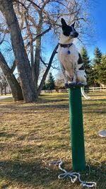 Dog by bare tree against sky