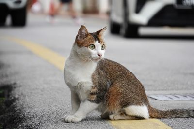 Close-up of cat