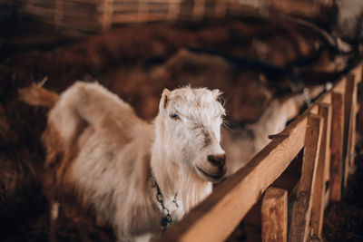 View of an animal against blurred background