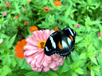 Close-up of butterfly pollinating on pink flower