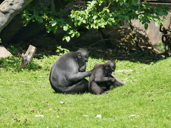 Monkey sitting on grassy field