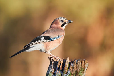 Jay sitting on oak tree trunk