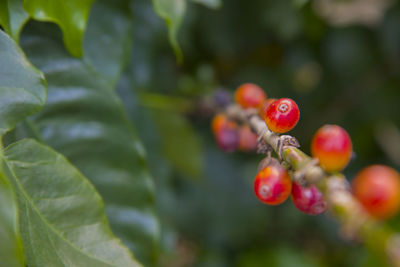 Close-up of red berries growing on tree