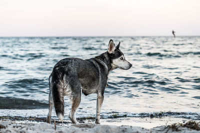 Dog running on beach