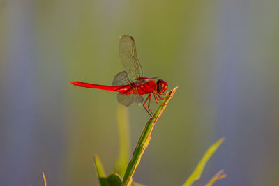 Close-up of dragonfly on plant