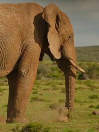 Close-up of elephant standing on field