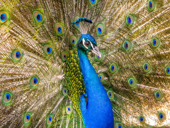 Close-up of peacock