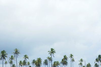 Low angle view of trees against sky