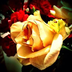 Close-up of rose