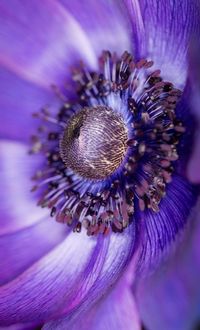 Close-up of purple thistle