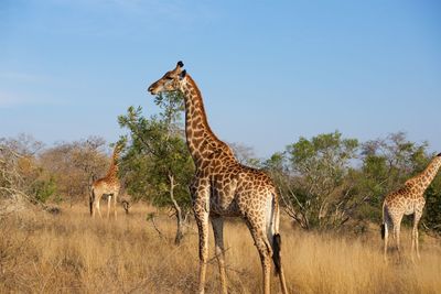 View of giraffe on field against sky