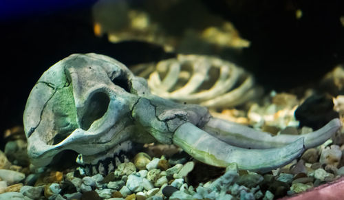 Close-up of animal skull