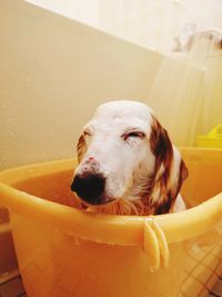 Dog in the bathroom