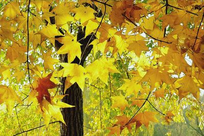 Close-up of yellow maple leaves on tree