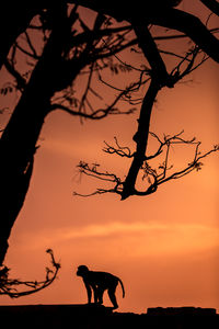 Silhouette of horse on tree during sunset