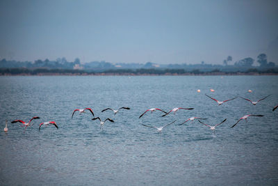 Birds flying over sea against clear sky