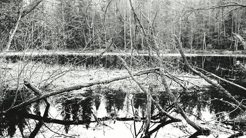 Trees by pond