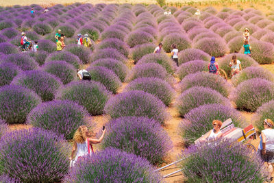 High angle view of purple flowering plants on field