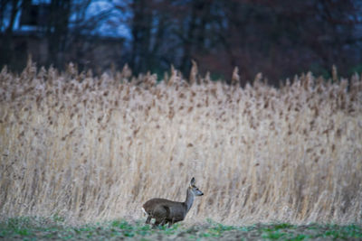 A wild deer running across a field in front of a field of reeds.