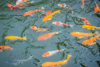 High angle view of koi carps swimming in lake